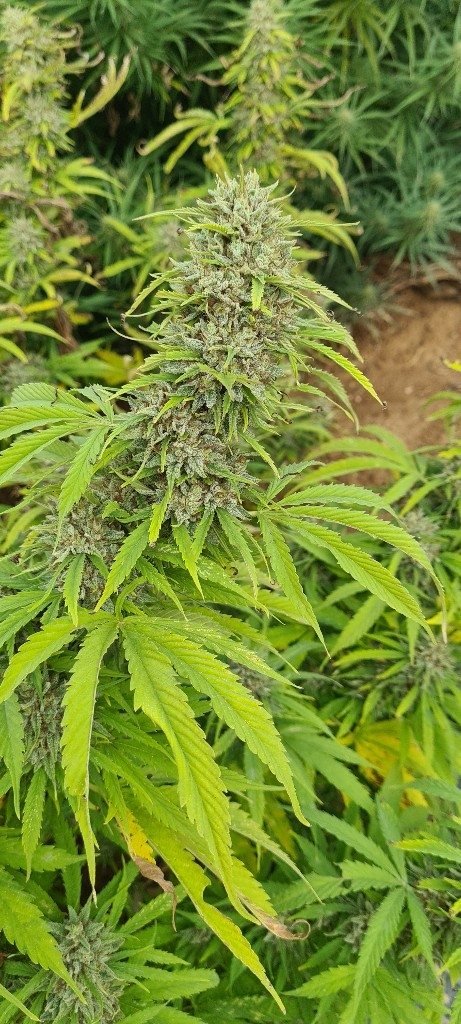 Flowering cannabis strain in late bloom