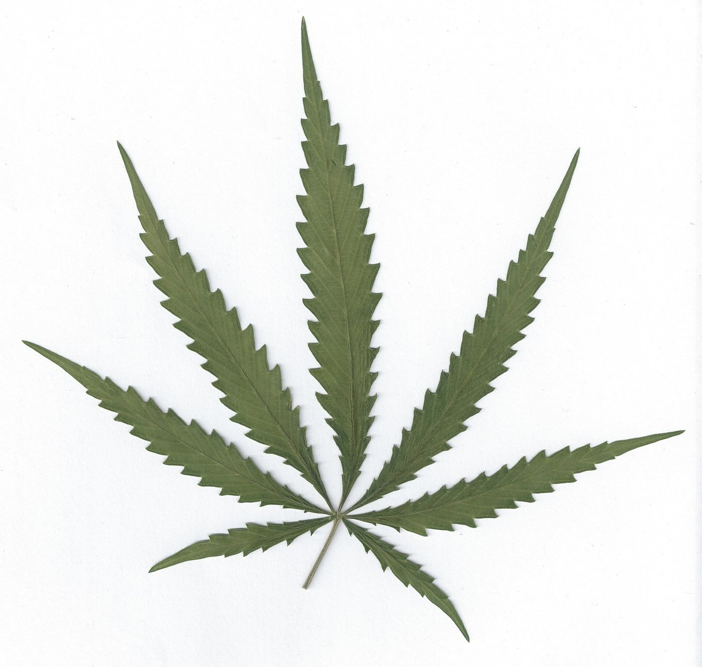 Cannabis seeds and seedlings