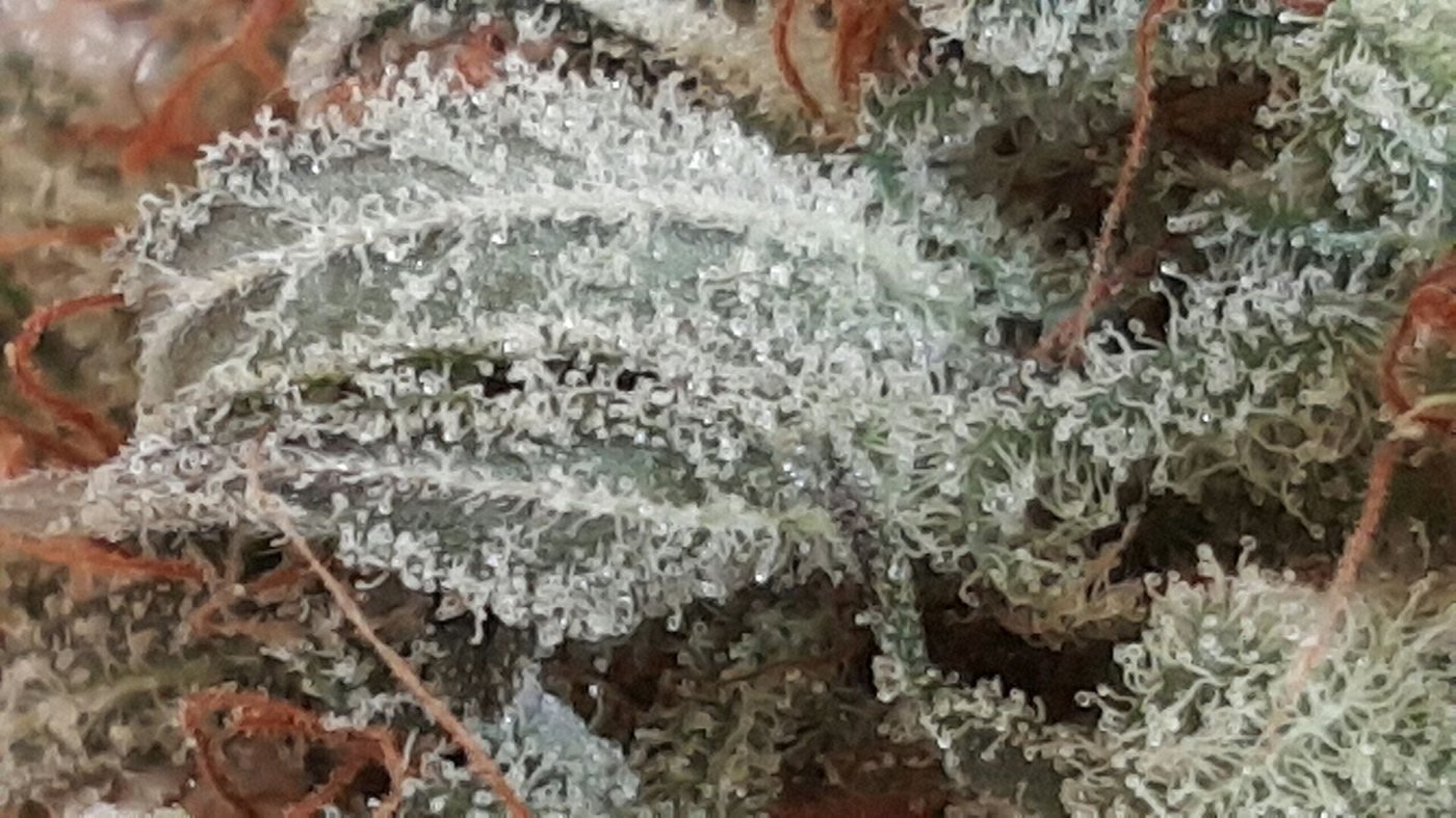 Strain trichomes under macro