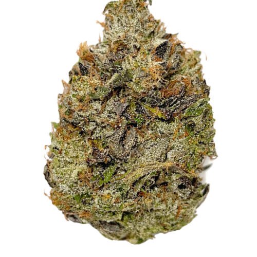 Salt Spring Magic — Timmy's OG Shark (3.5g)