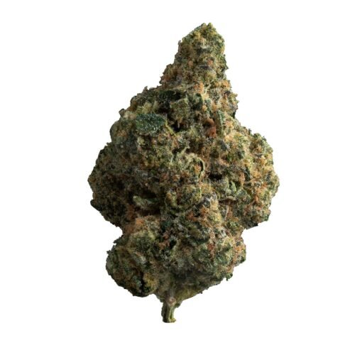 The Loud Plug — Exotic GAS (28g)