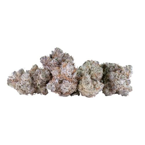 Tribal — Neon Sunshine (14g)